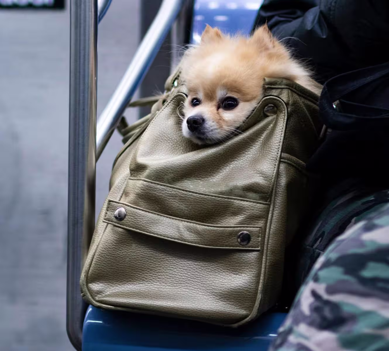 NYC Animal Caucus Maxi Image