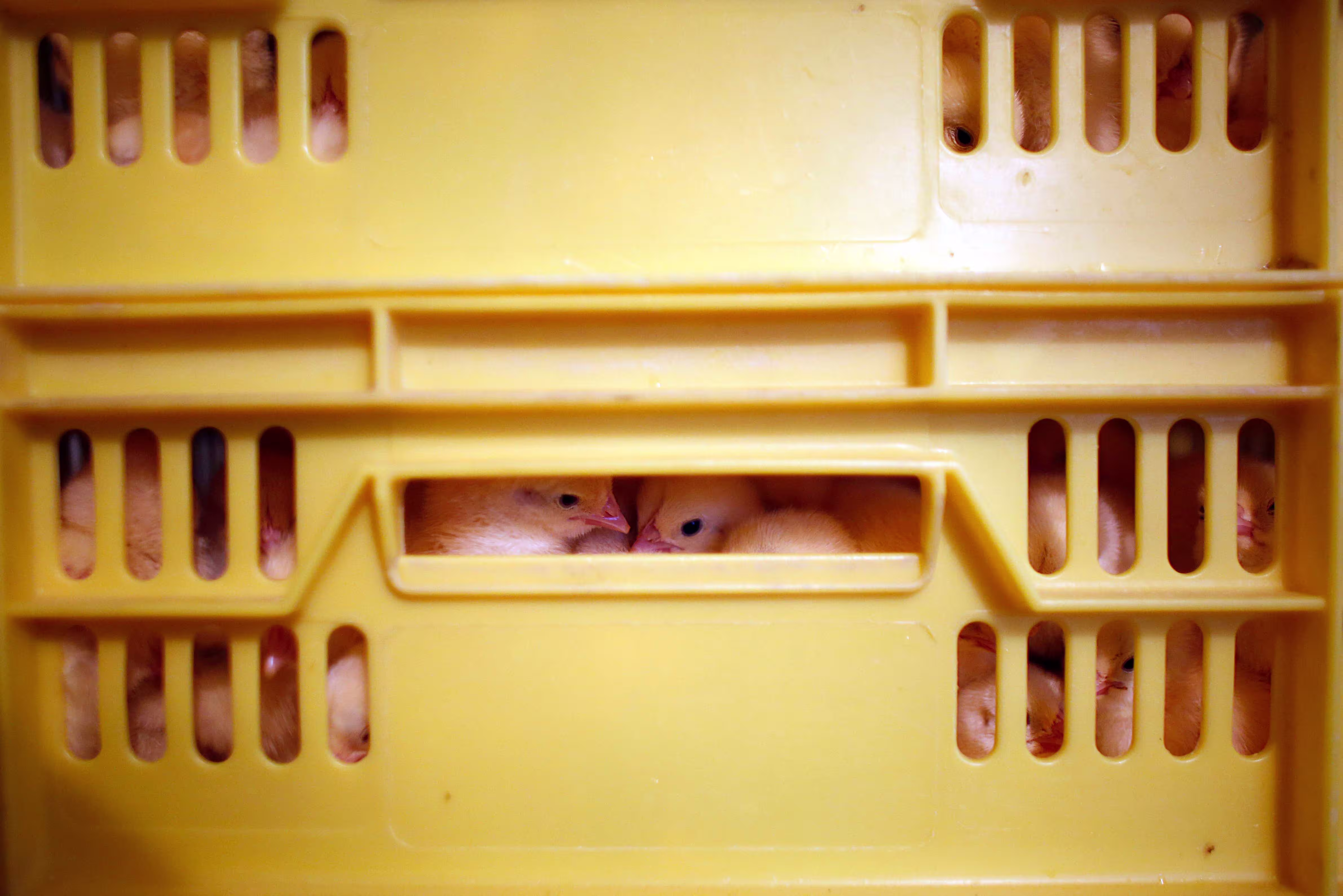 Two baby chicks peek through a narrow rectangular slot in a yellow plastic transport crate, their small faces and pink beaks visible through the opening. Additional ventilation slots show glimpses of other chicks inside.