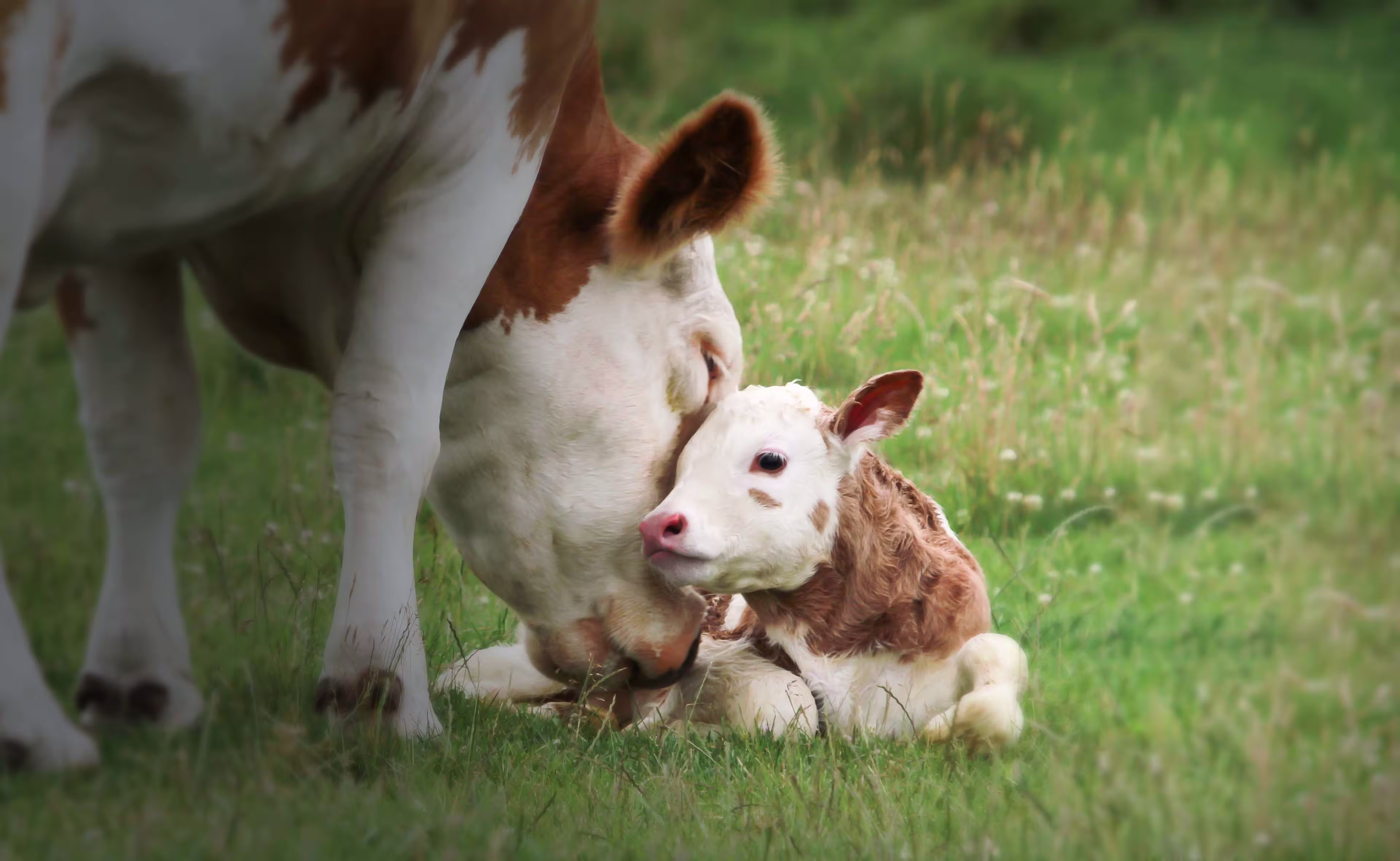 Mother cow with calf