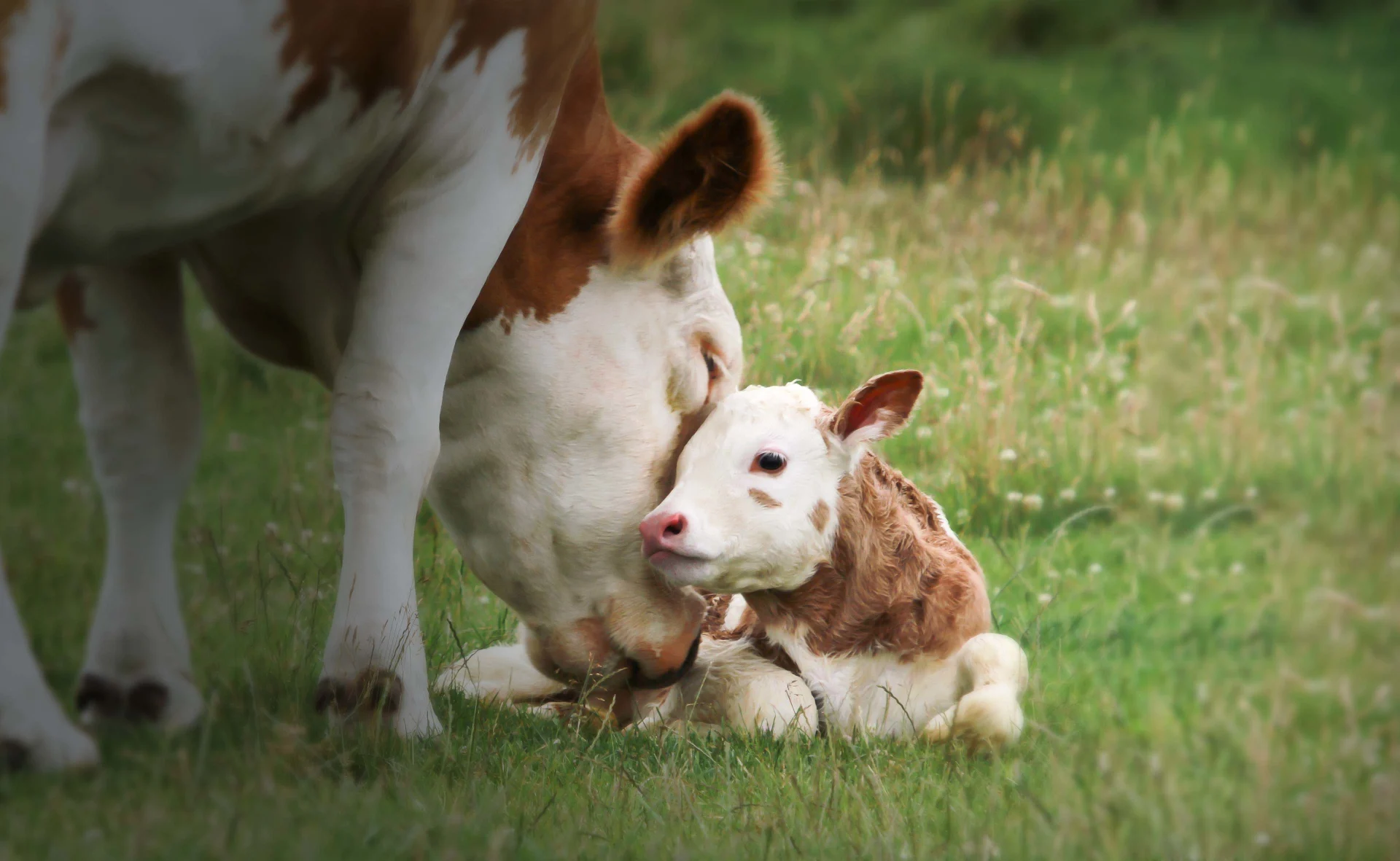 myth-veal-calves-are-sent-to-market-as-newborn-male-dairy-calves-fact