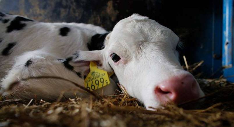 Calf lying down with ear tag looking at camera