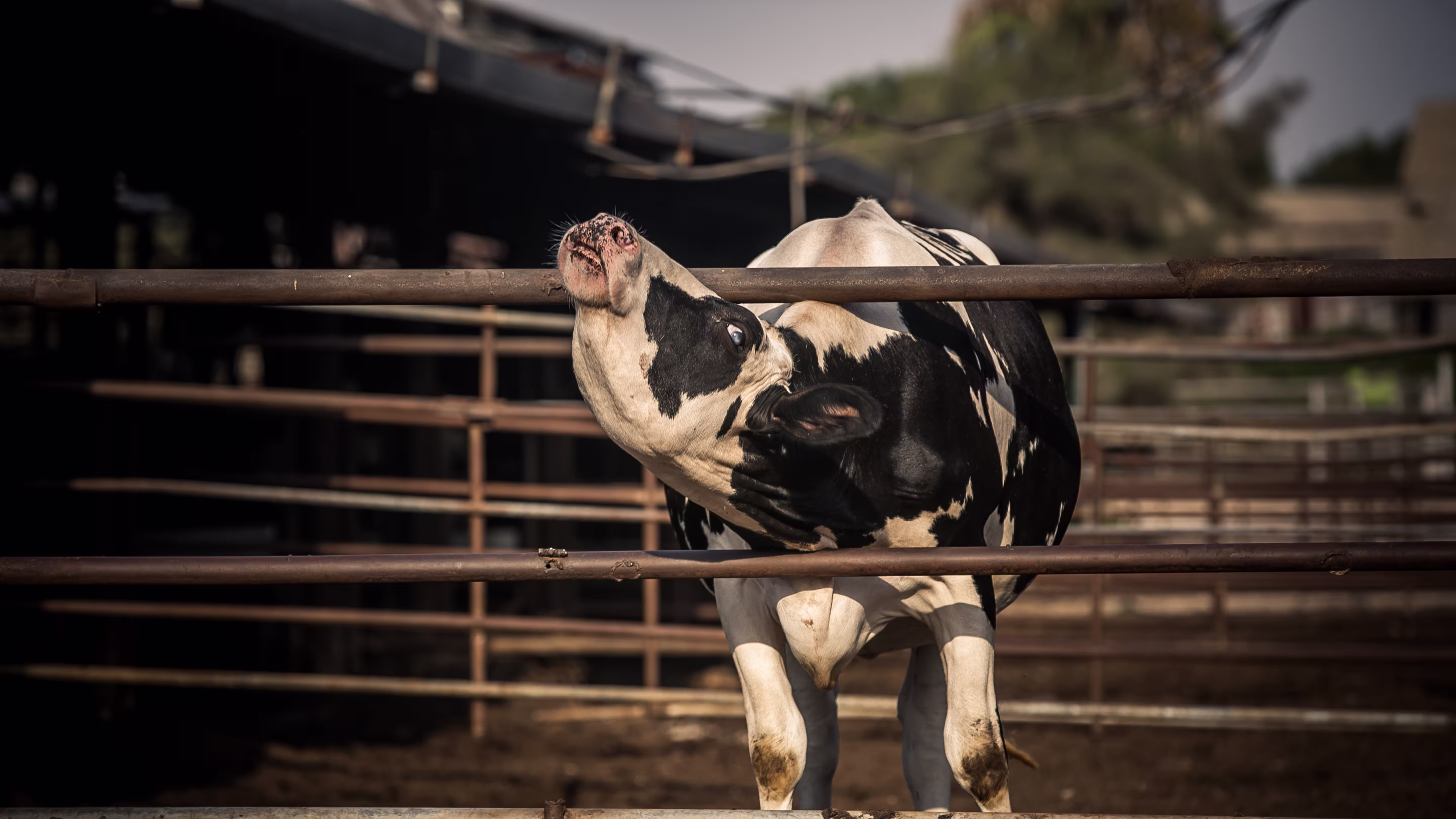 The Dream of the Barnyard image