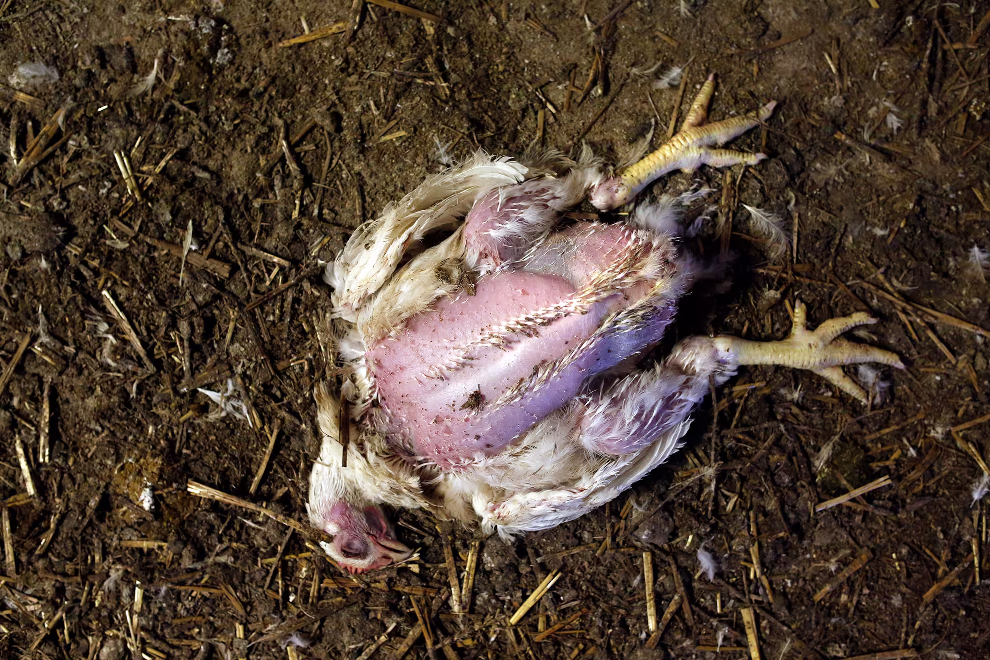 broiler-chicken-laying-ammonia-burn-flip-over-AS-opencages