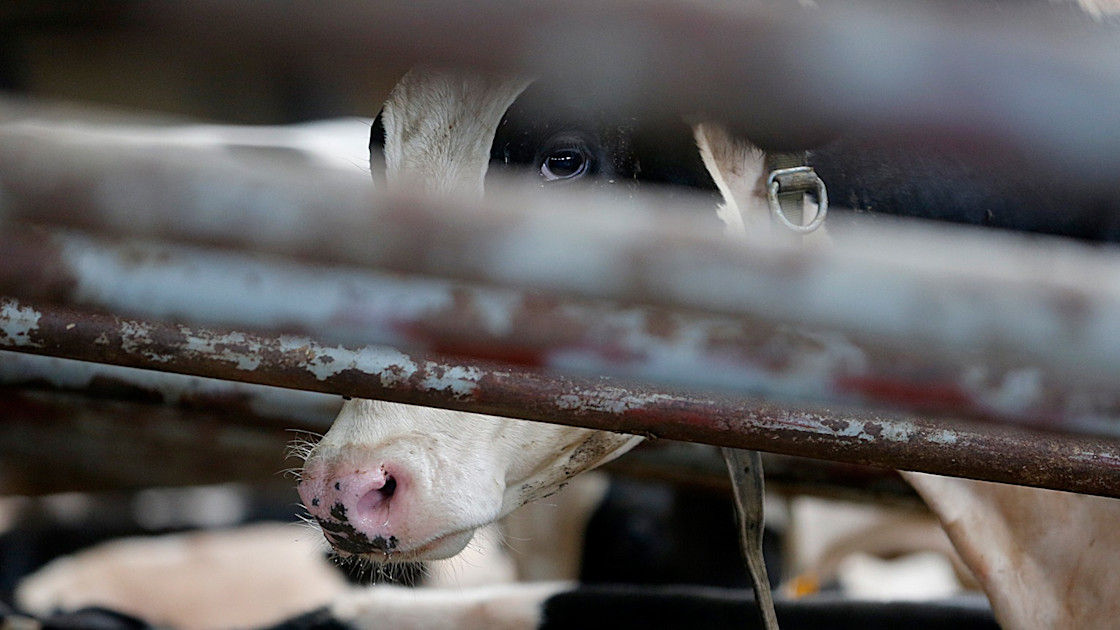 What are aggag laws & how many states have aggag laws?