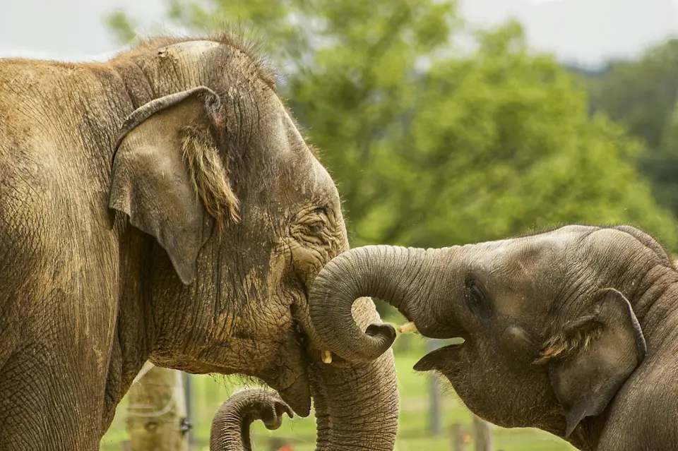 Animal Intelligence The Smartest Animals in the World