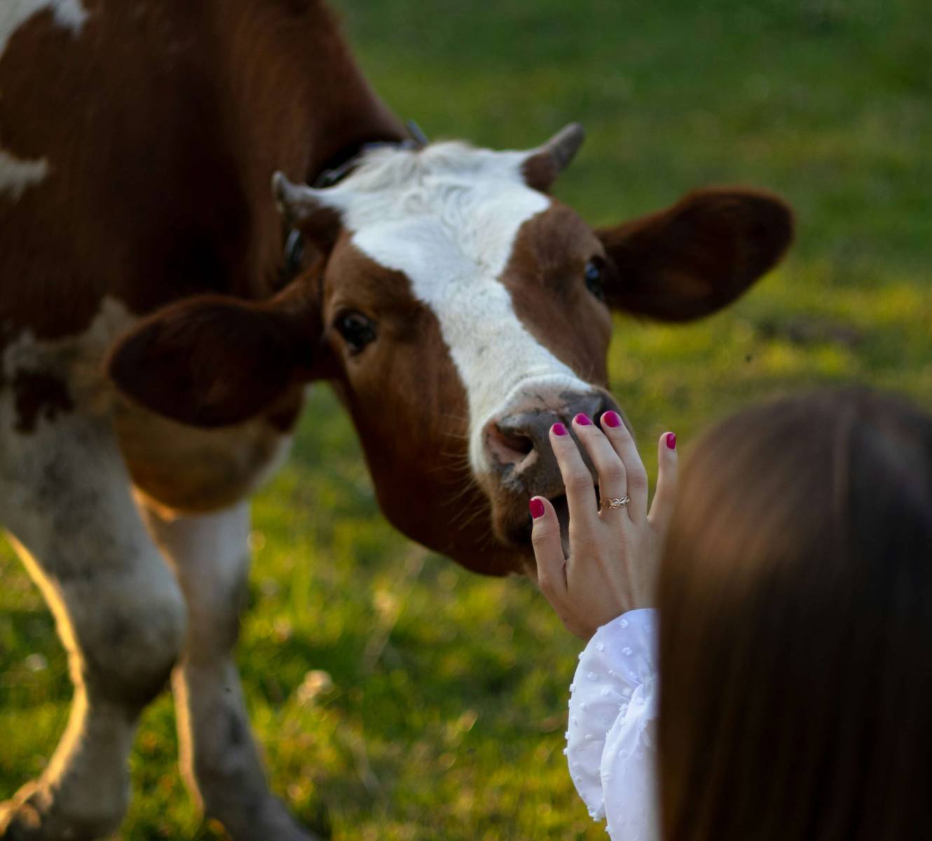 5 Ways for Animals Maxi Image