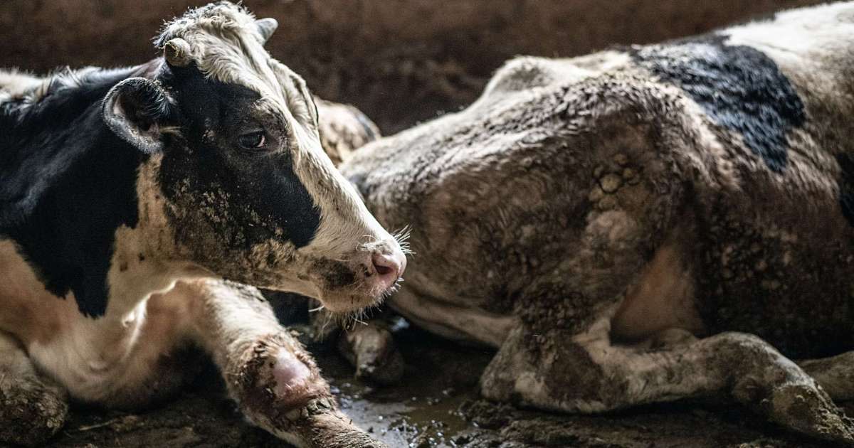 Two cows lying down, covered in waste