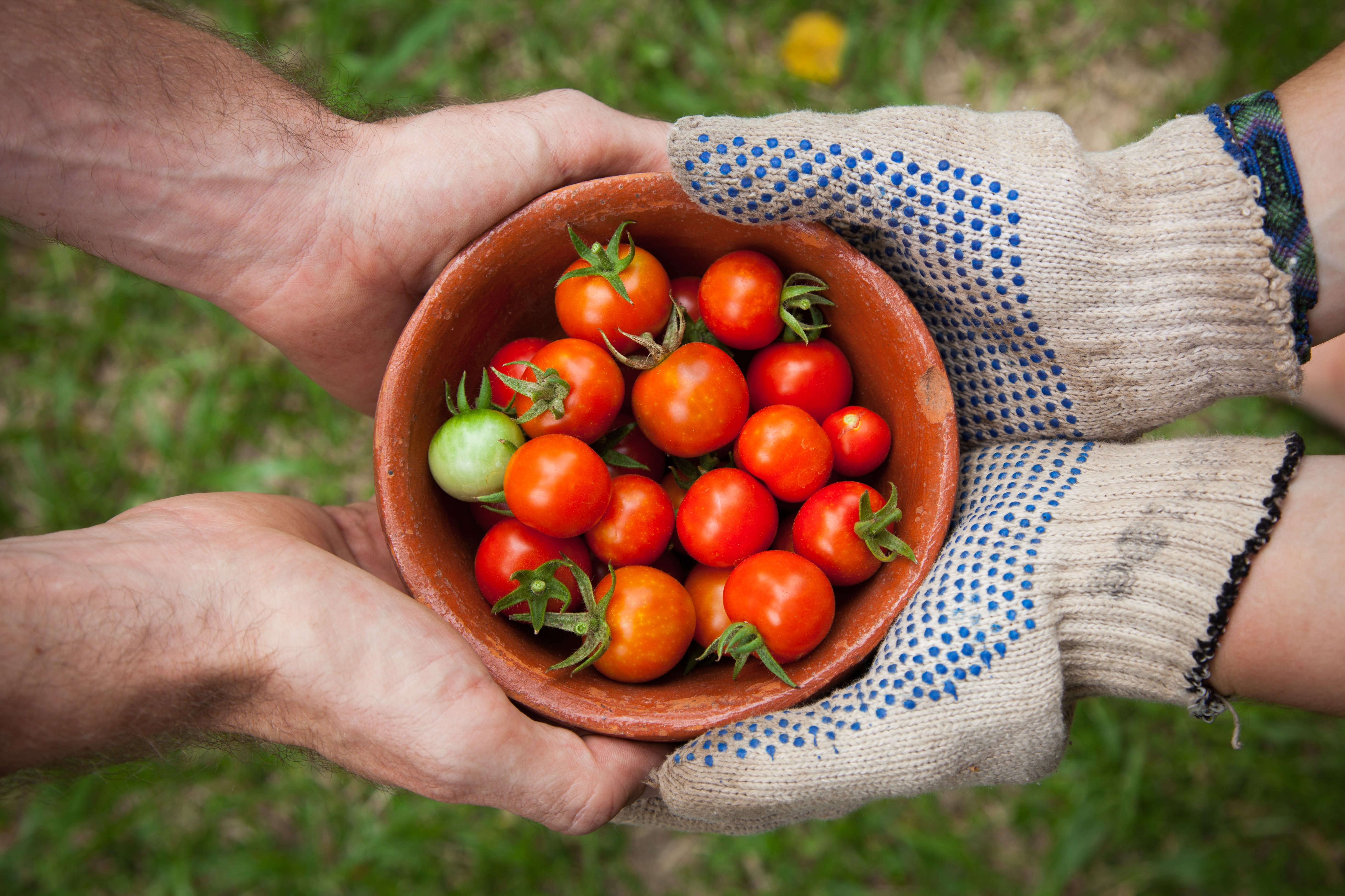 A farmer passes a bowl of ripe, bright red tomatoes to a customer.