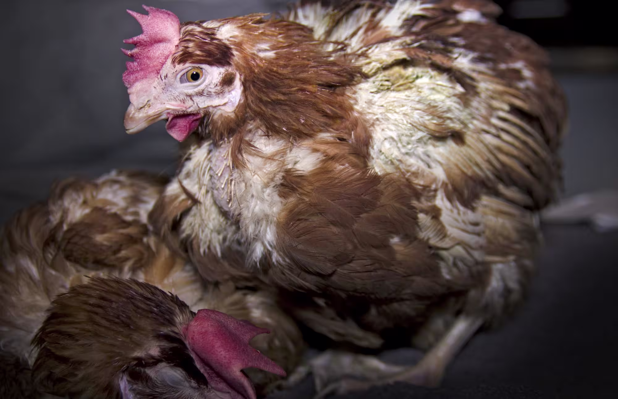 chicken-laying-hen-distressed-sad-tamara-kenneally-laying-hens-poe7