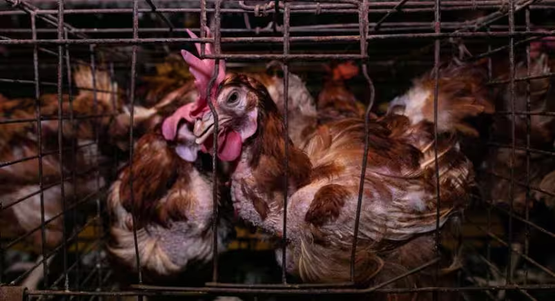 Brown laying hen in cage facing right