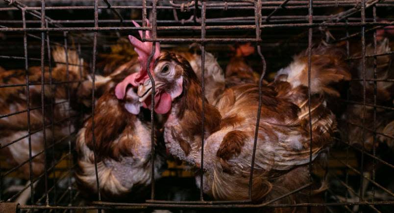 Brown laying hen in cage facing right