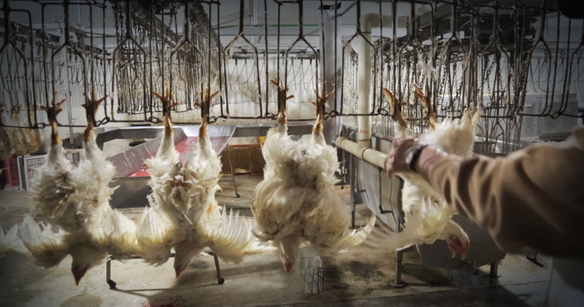 Slaughterhouses: How Are Animals Killed In a Slaughterhouse?