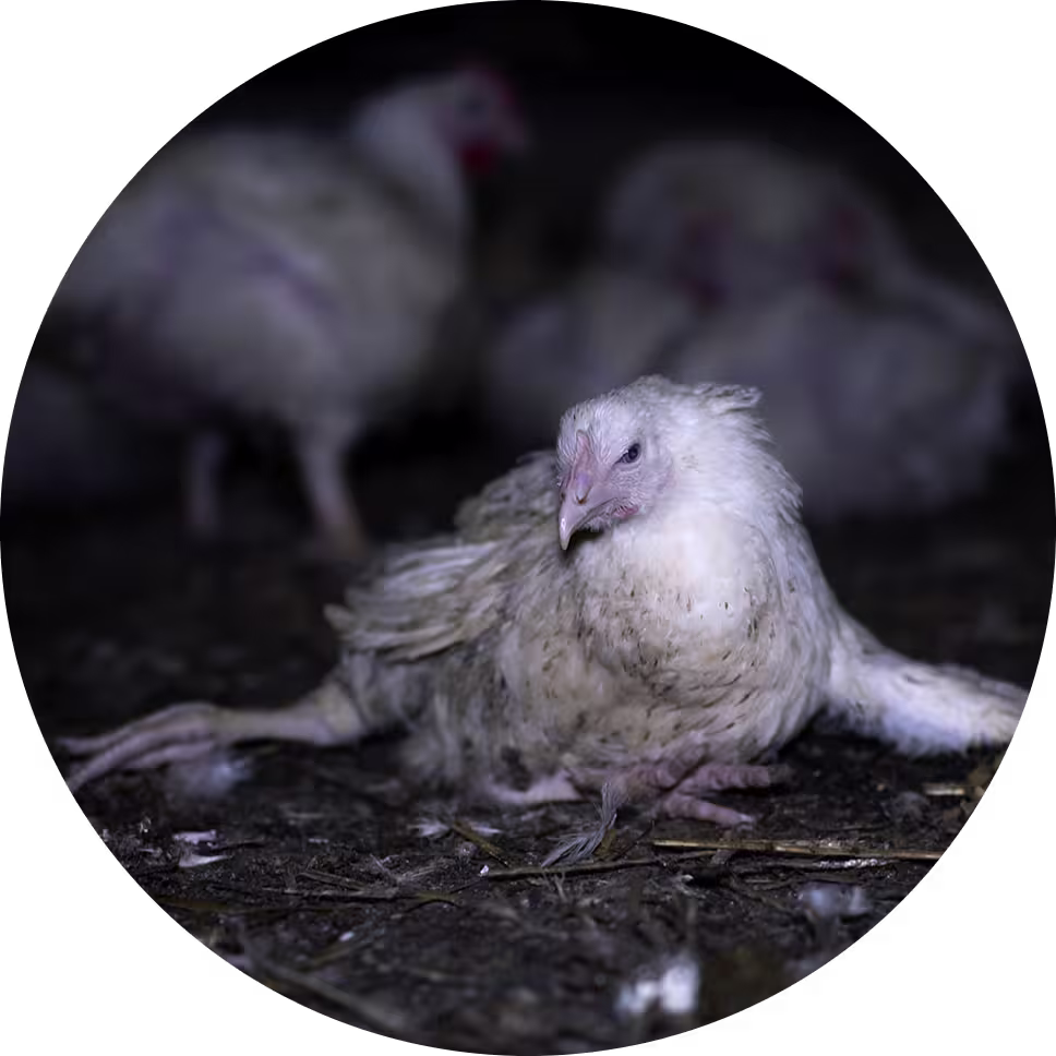 broiler-chicken-in-shed