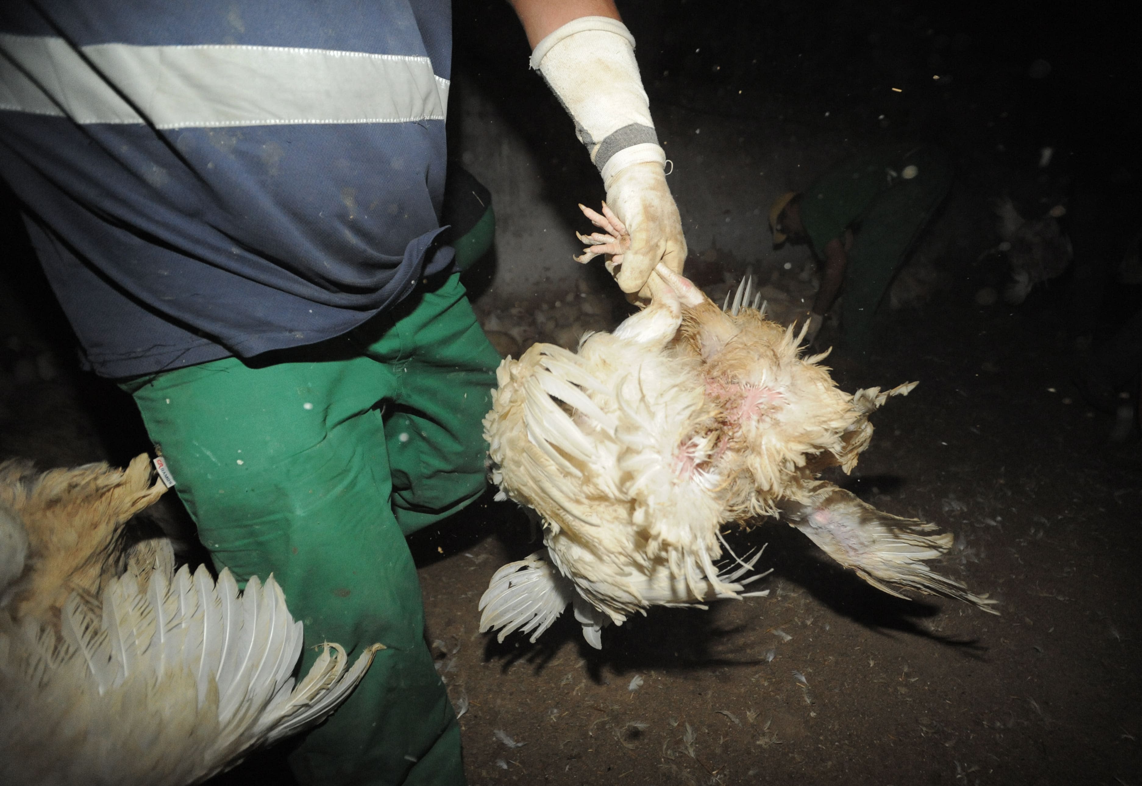 A worker carrying chickens through a broiler shed