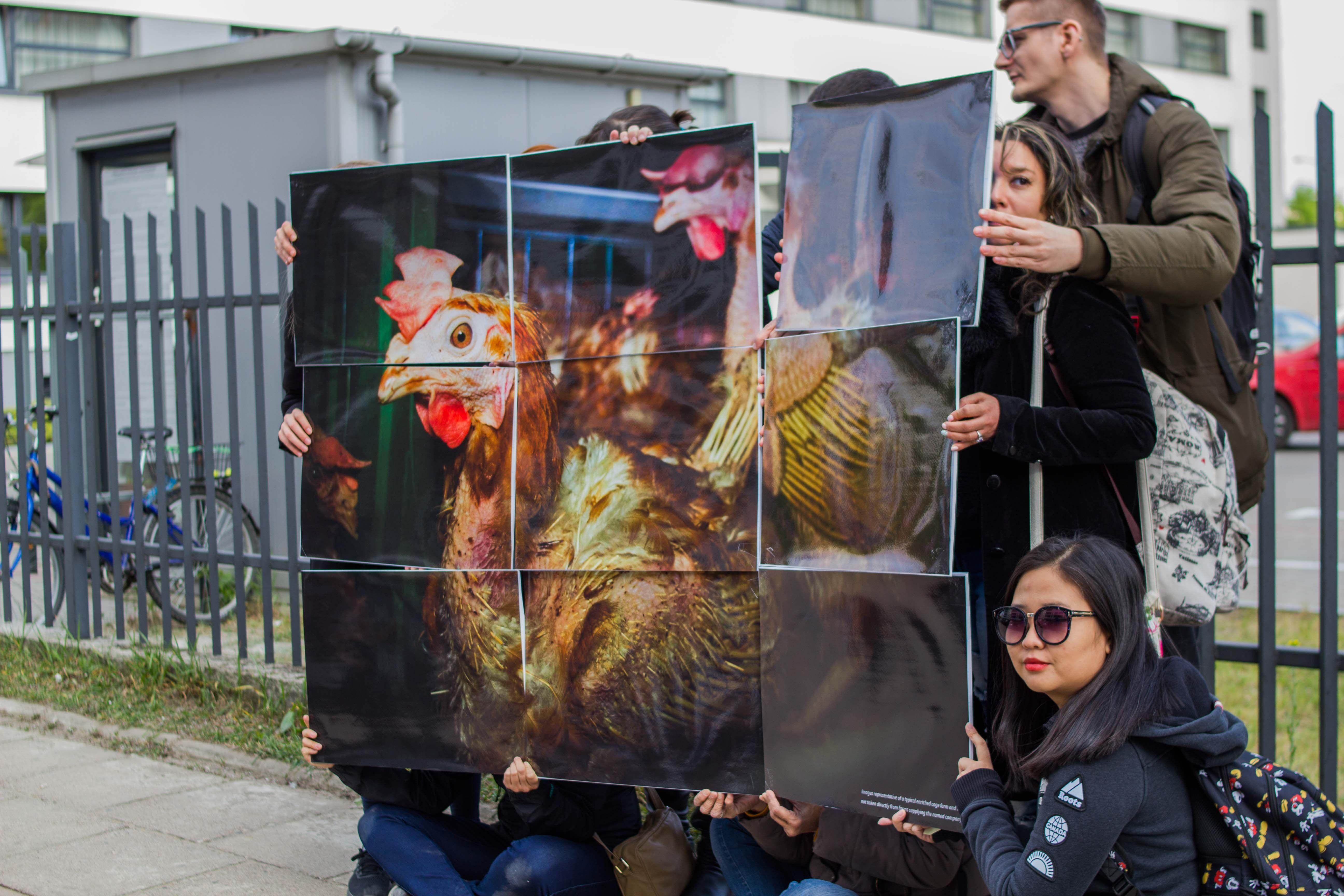 A group of animal rights protestors holding a photo of a caged egg-laying hen.