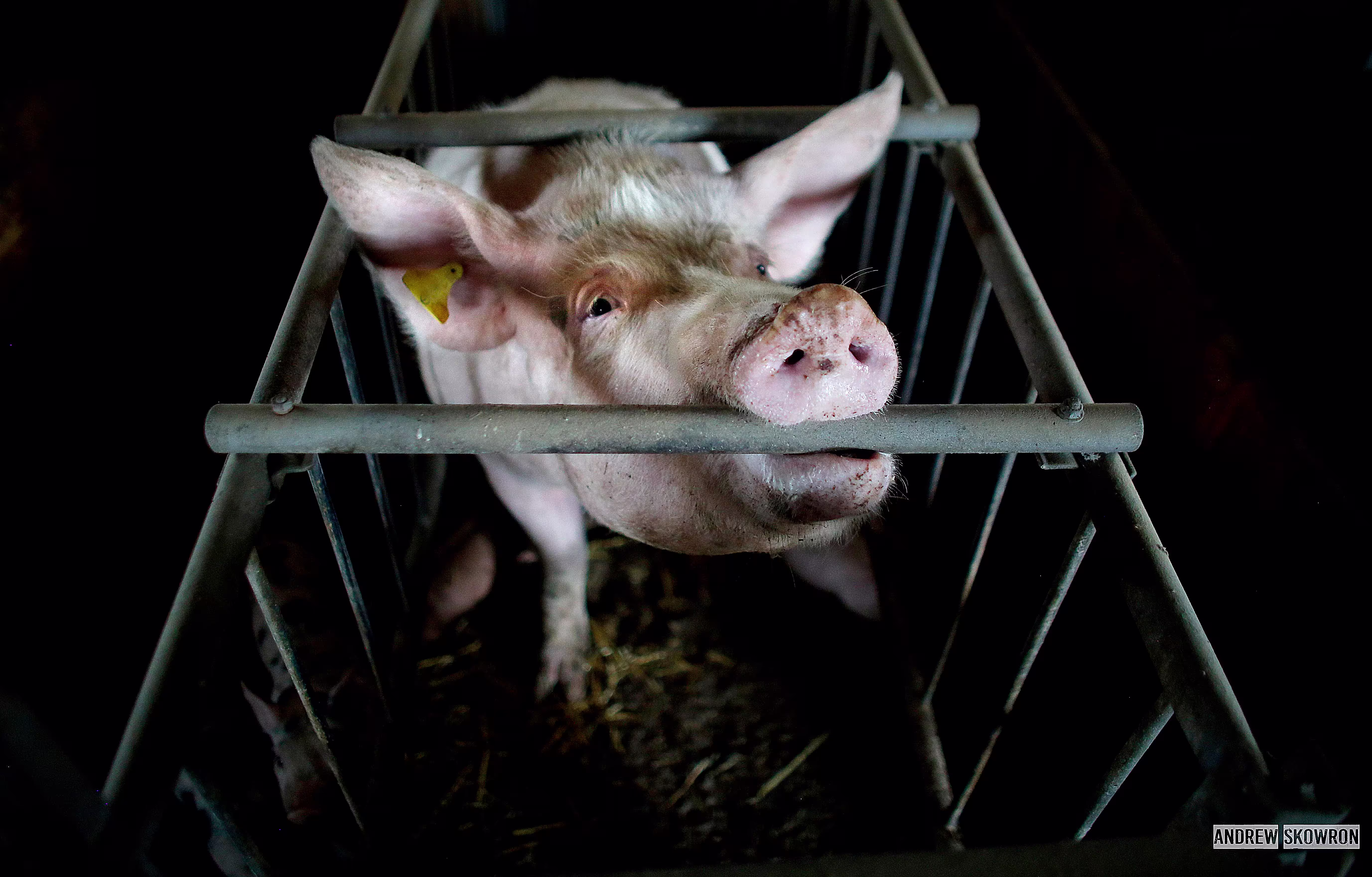 Pig in a gestation crate