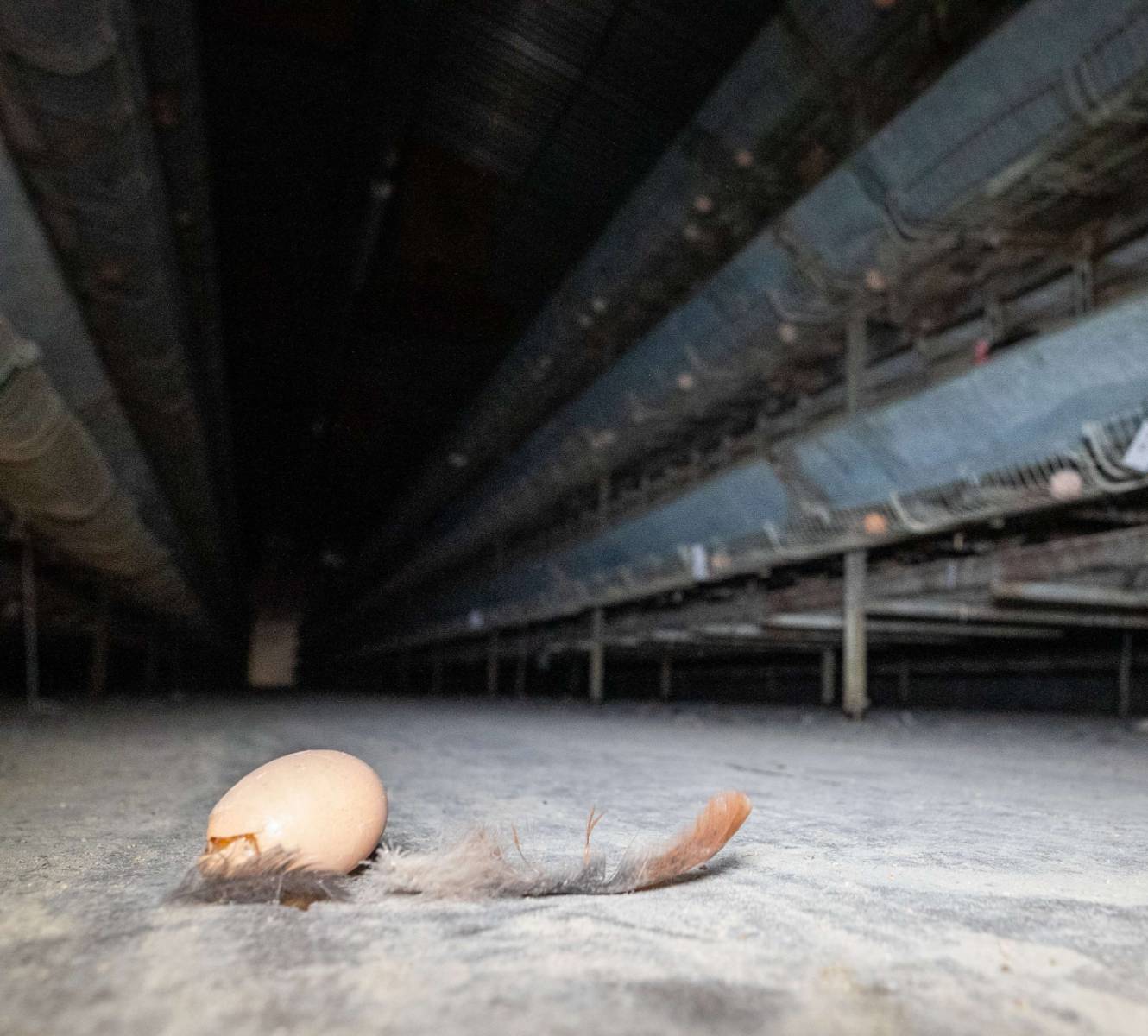 Homepage-Story-Image 2025-6-16-15-53-4 France egg on floor feather
