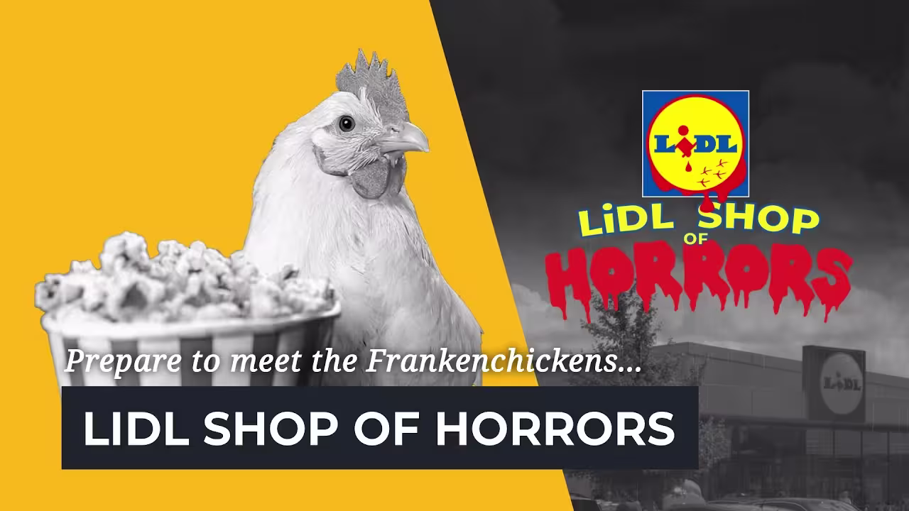 Lidl shop of horrors thumbnail