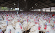Turkey Farm Video At Arthur Popp Blog