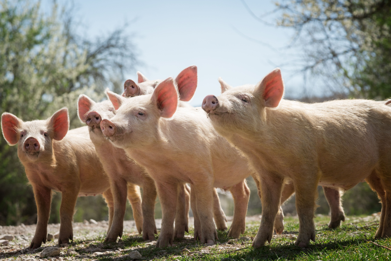 Pigs free from a factory farm