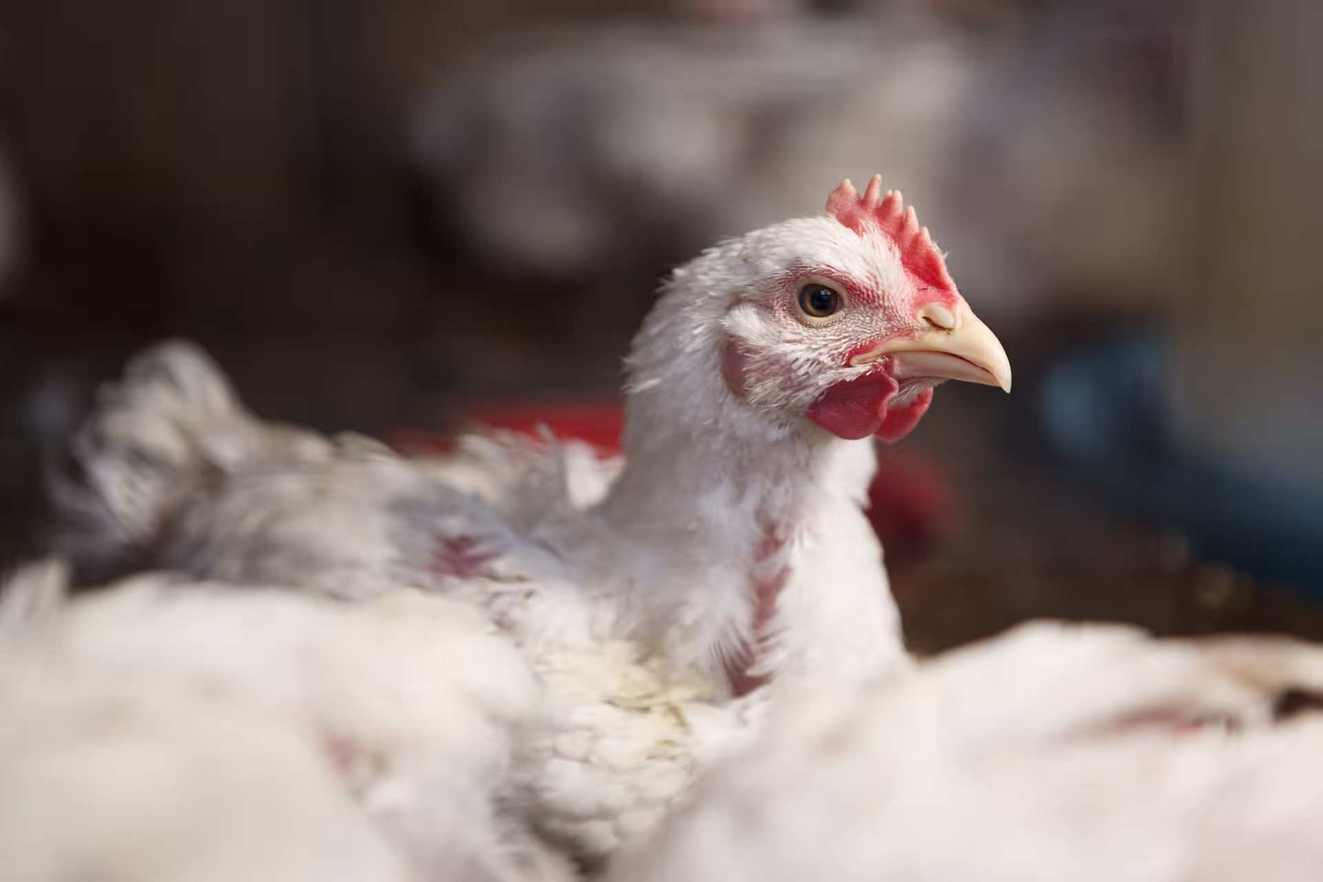 single-broiler-chicken