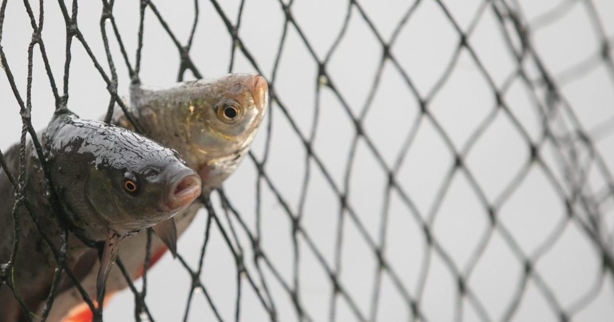 Bycatch Net Examples What Is Bycatch, Why Is It a Problem, and Is It Legal?