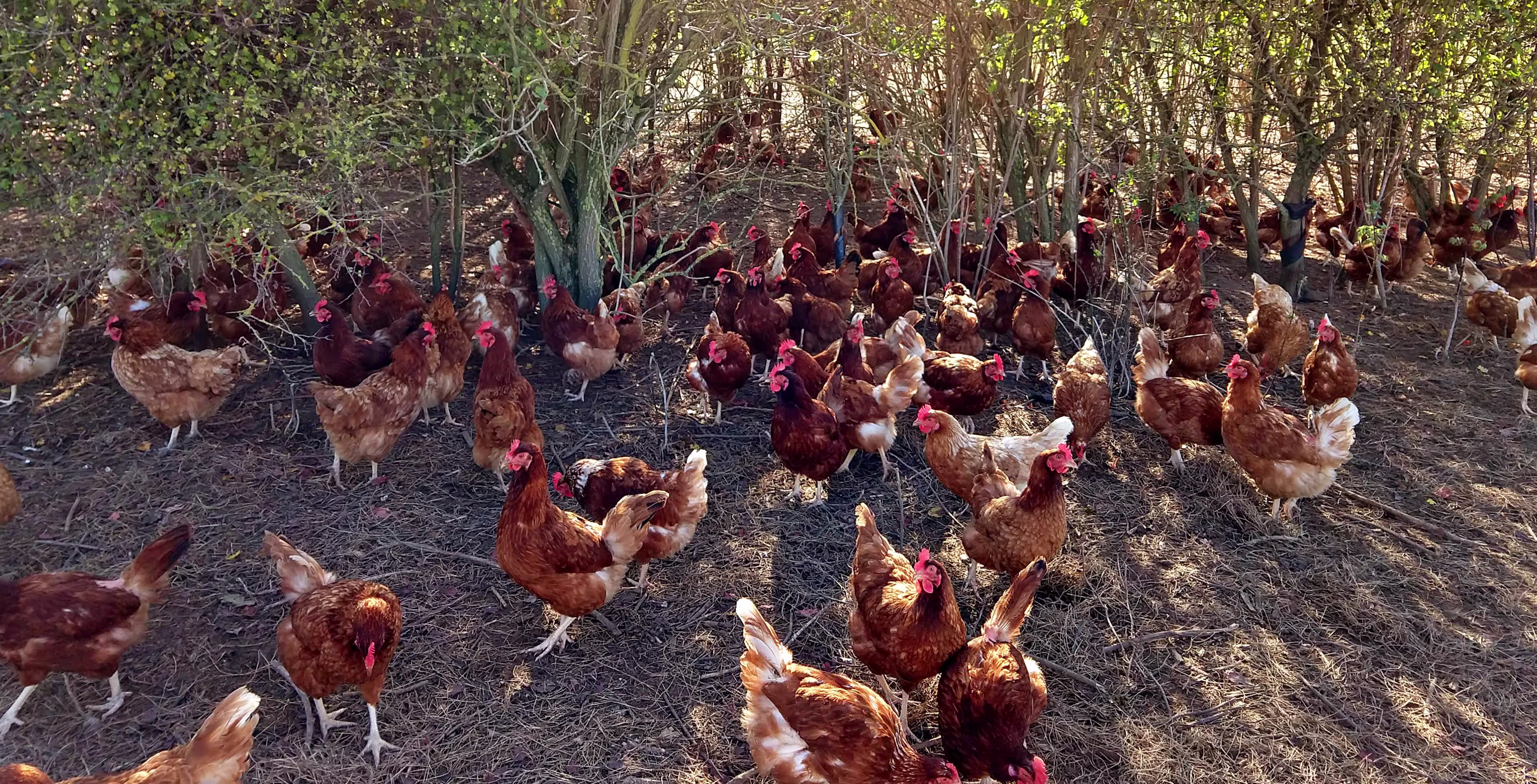 free-range-chicken-farm-group-hens-belgium-shrubs-outside