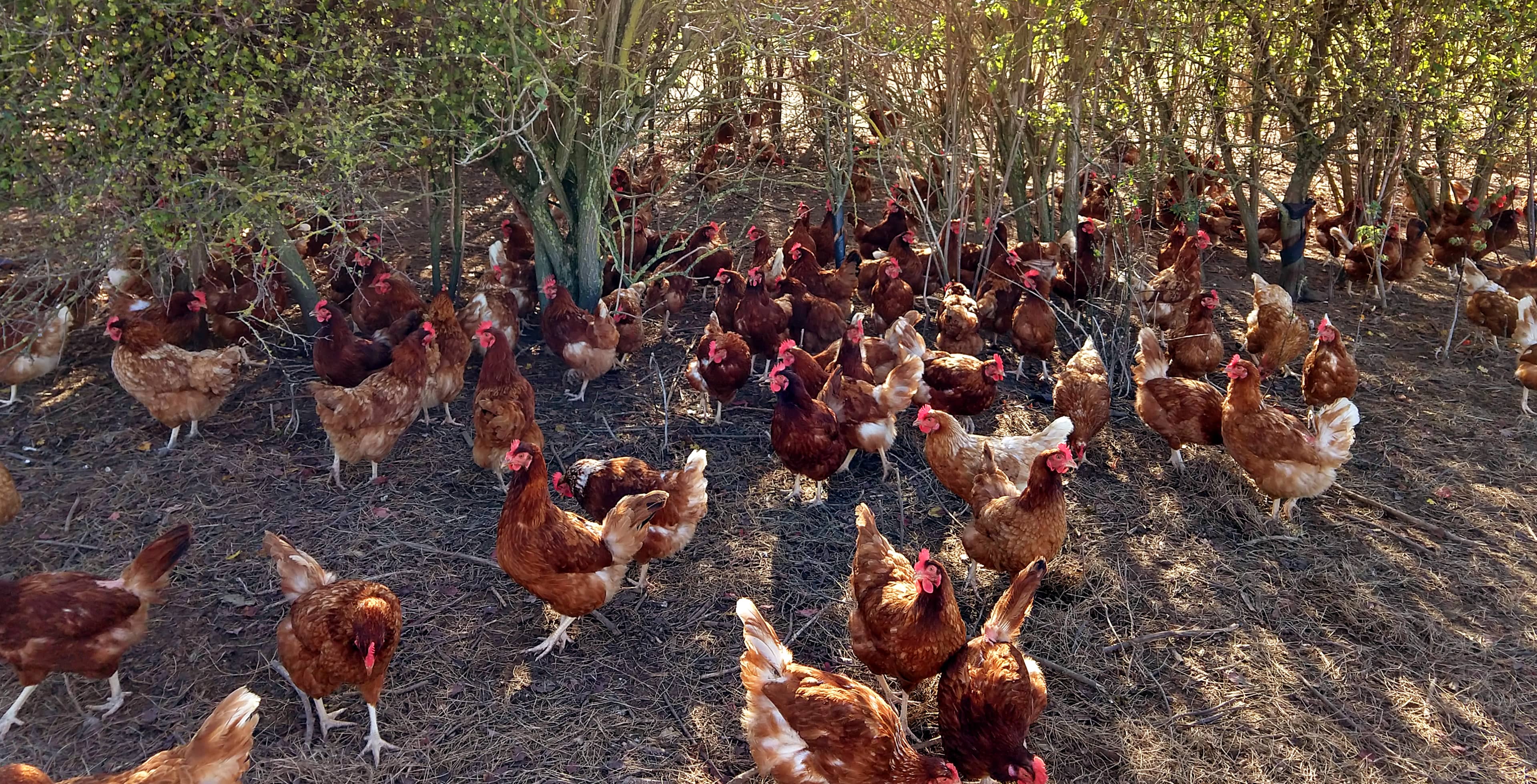 What Are Cage-Free Eggs? The Difference Between Cage-Free and Free-Range