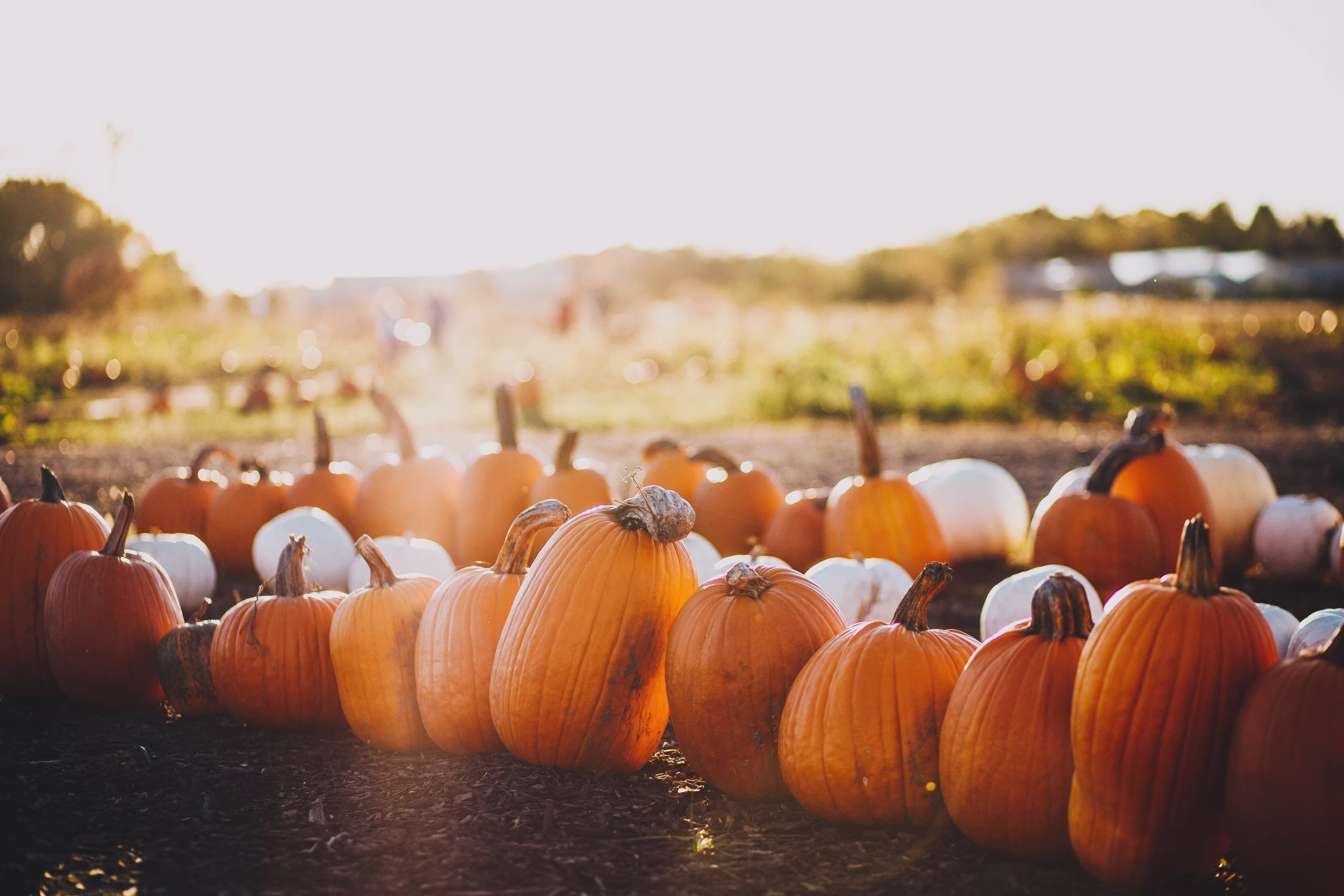 pumpkins-in-field
