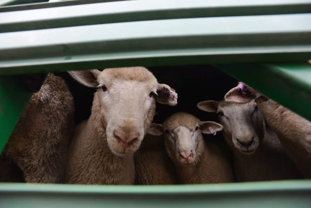 7 facts about sheep that you might not know