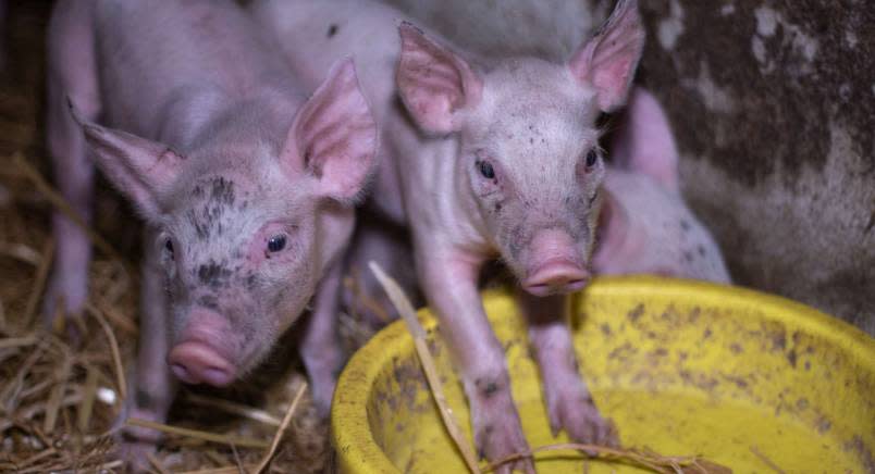 Dirty piglets standing in dirty yellow bowl
