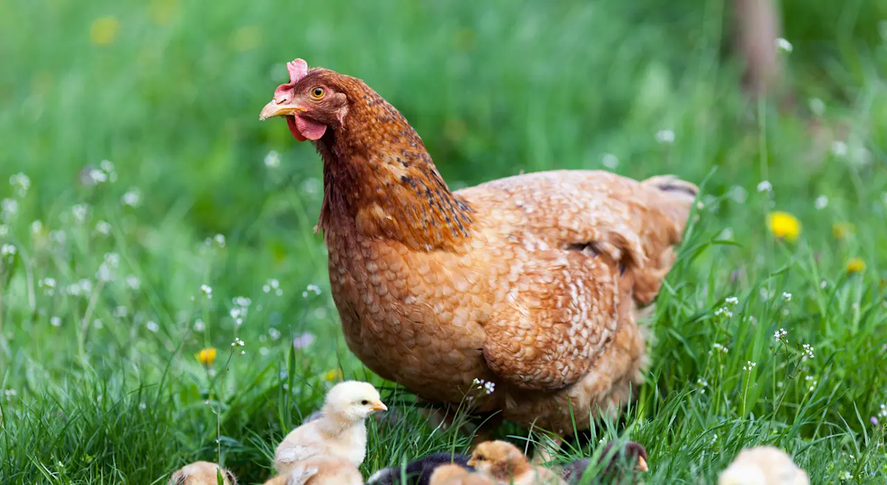 brown-mother-hen-chicks-free