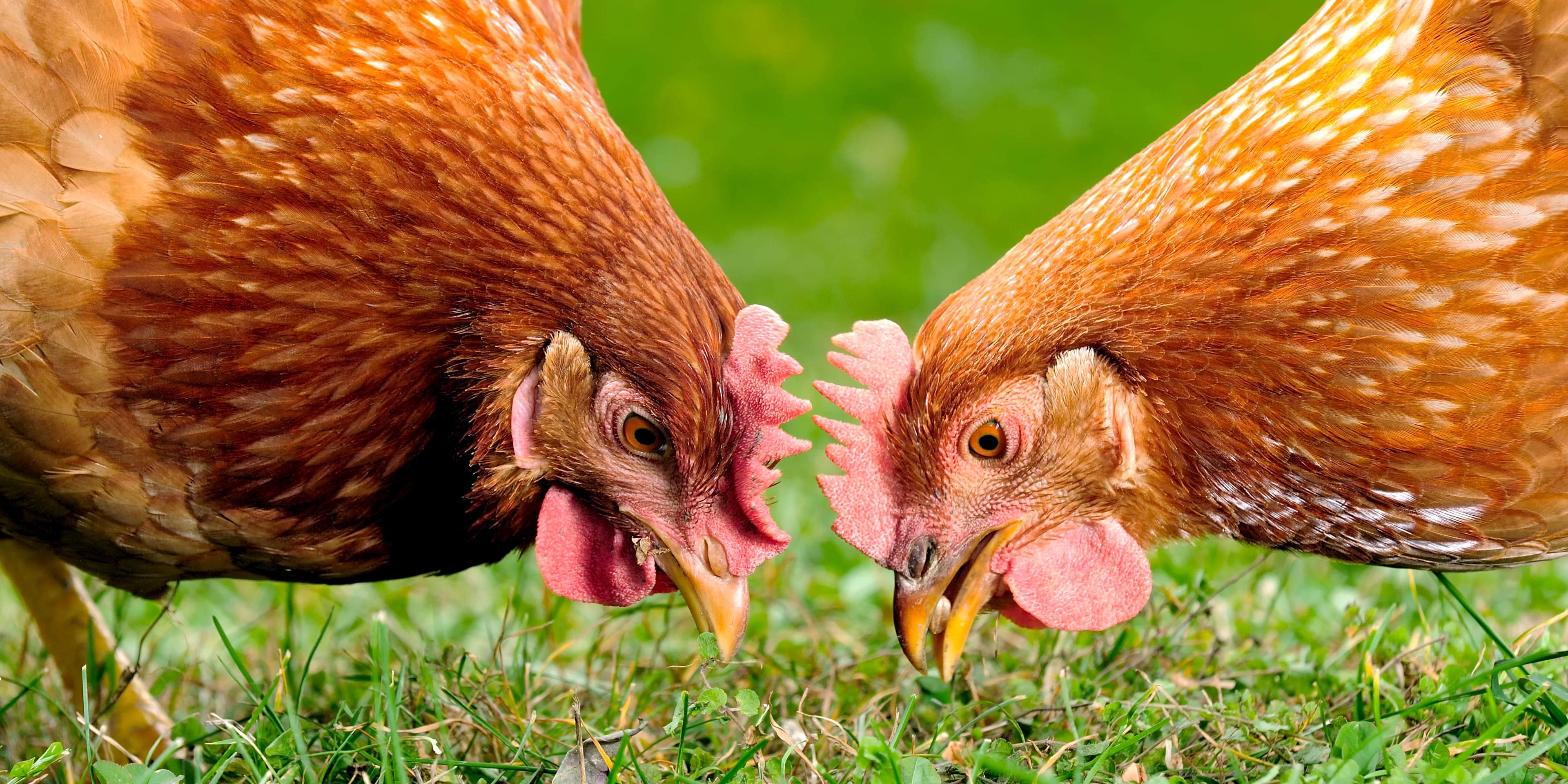 two-free-brown-hens-foraging-grass