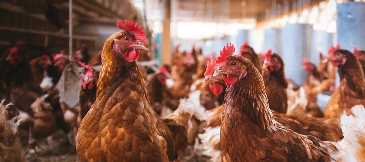 Report Reveals The Companies Keeping Their Promise To Hens.