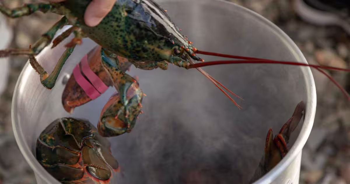 Lobster being dropped into a pot of boiling water