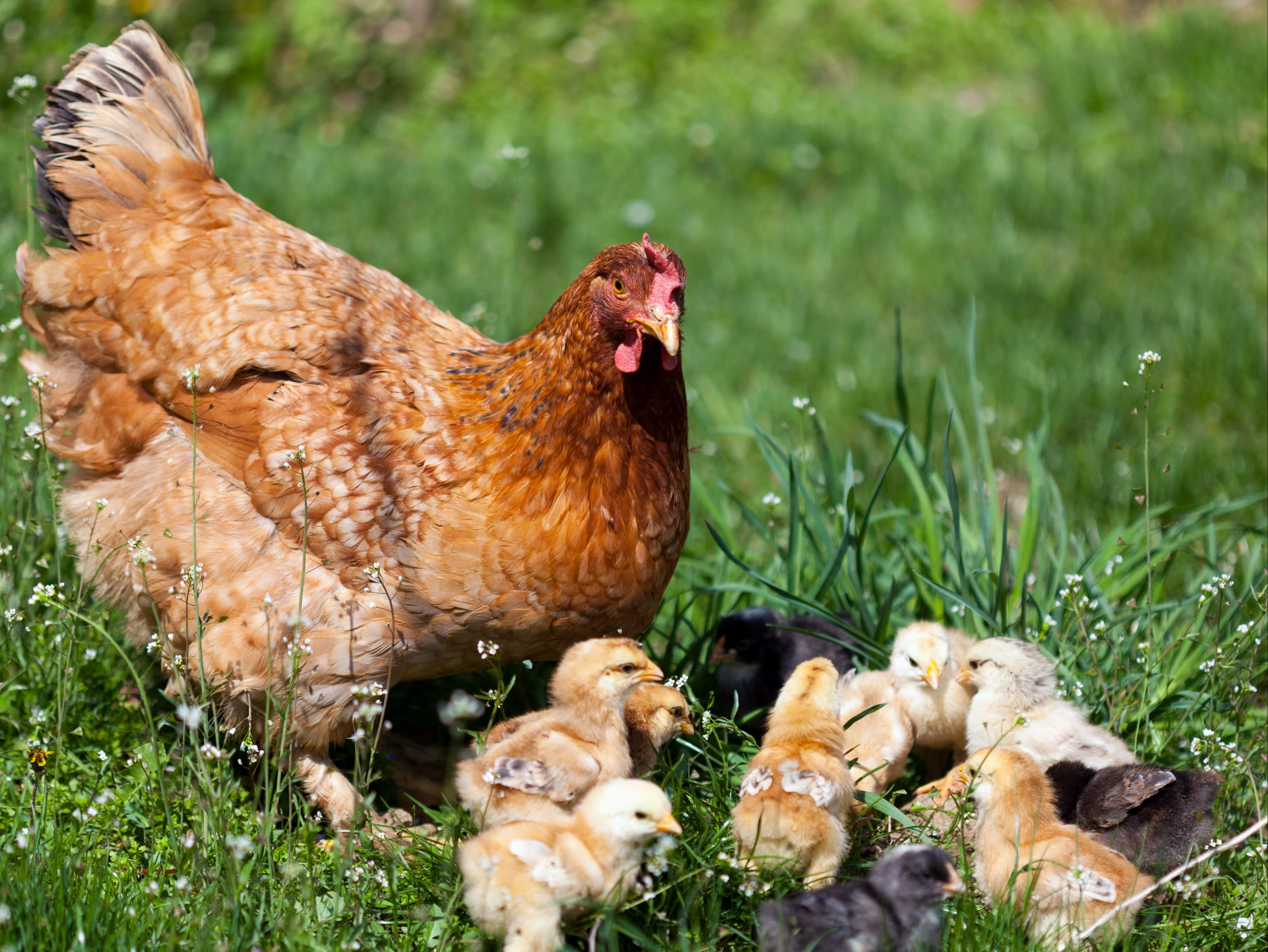 A mother hen with soft brown feathers stands protectively over her baby chicks in a grassy field.