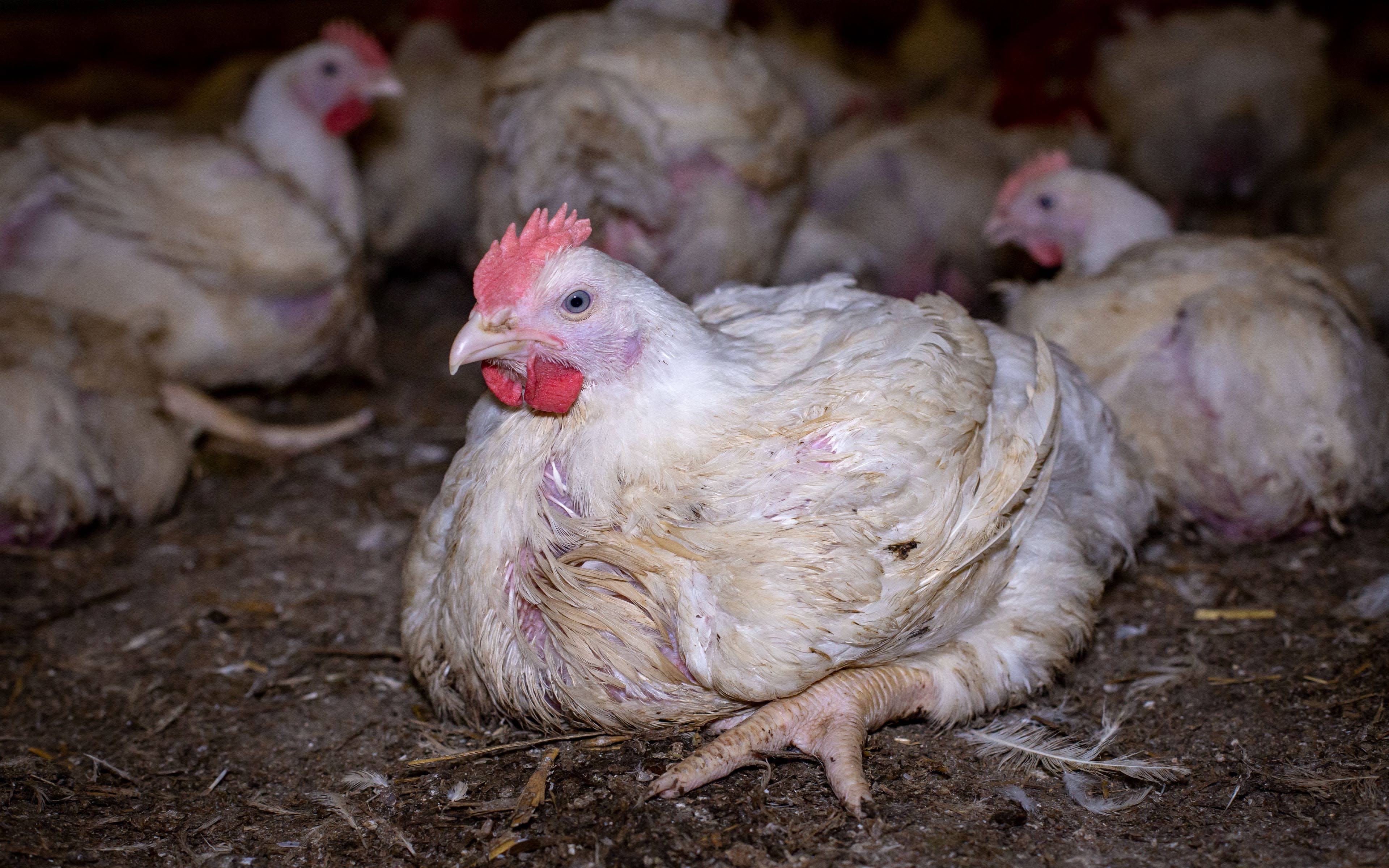 Justice for chickens: the culmination of a three year battle