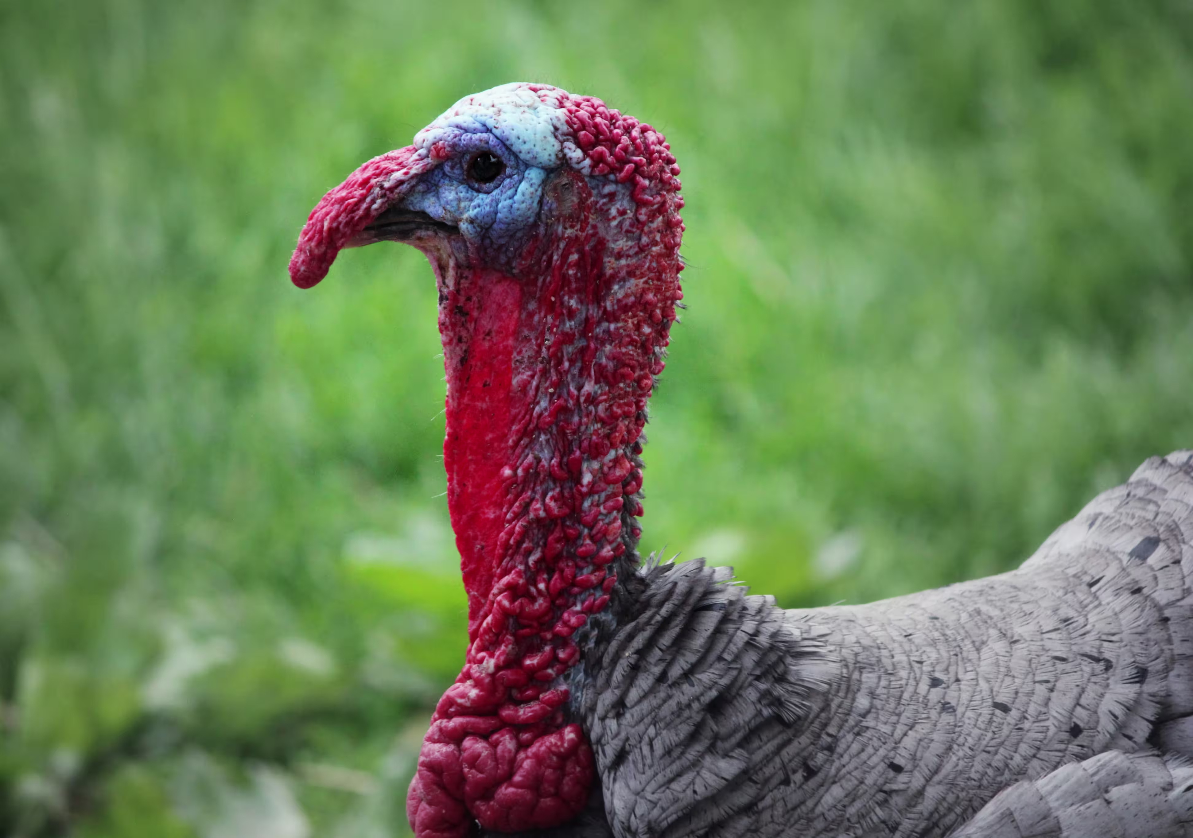 Close up of turkey head and neck showing red snood