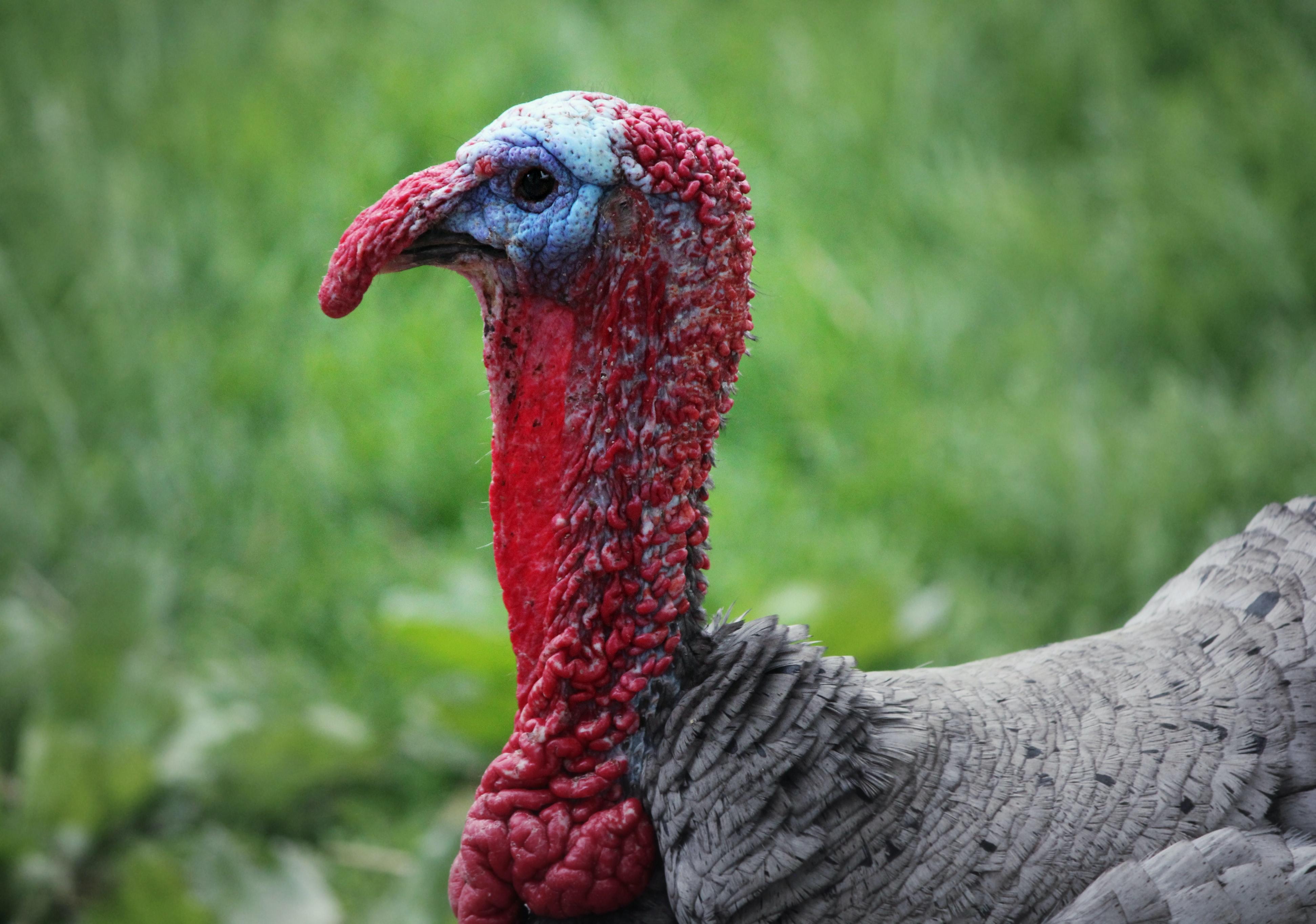 Close up of turkey head and neck showing red snood