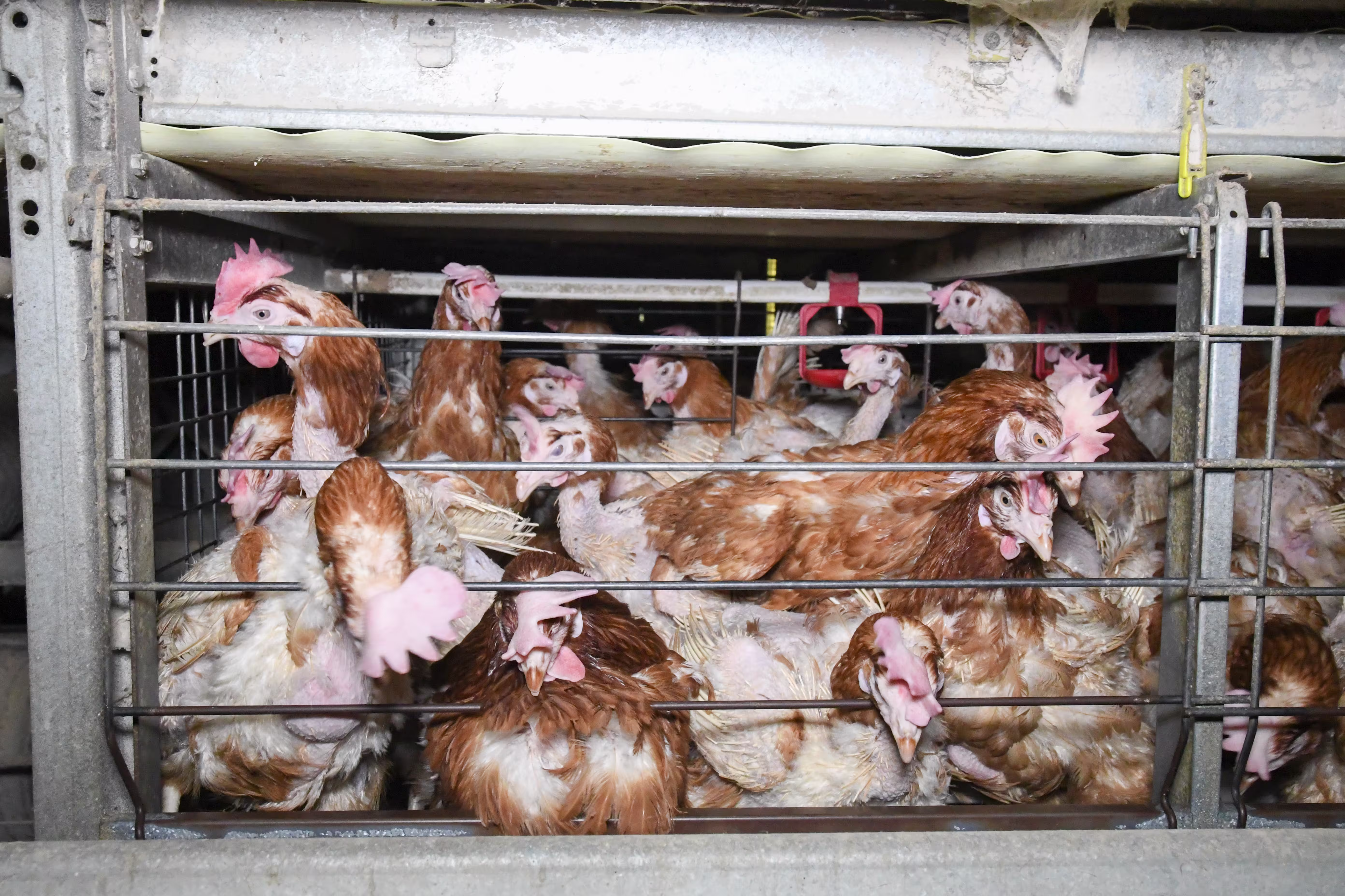 A group of egg-laying hens in a battery cage