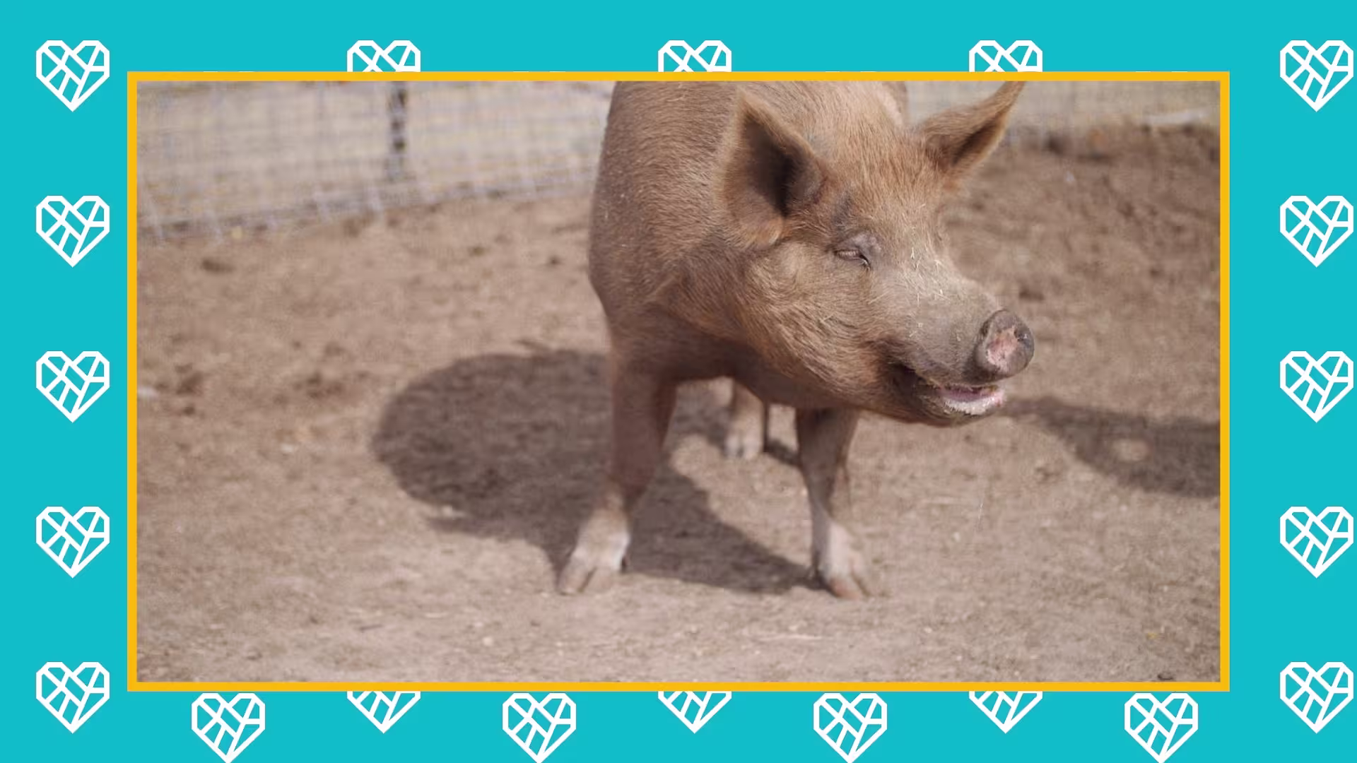 FARFirecracker Thumbnail1