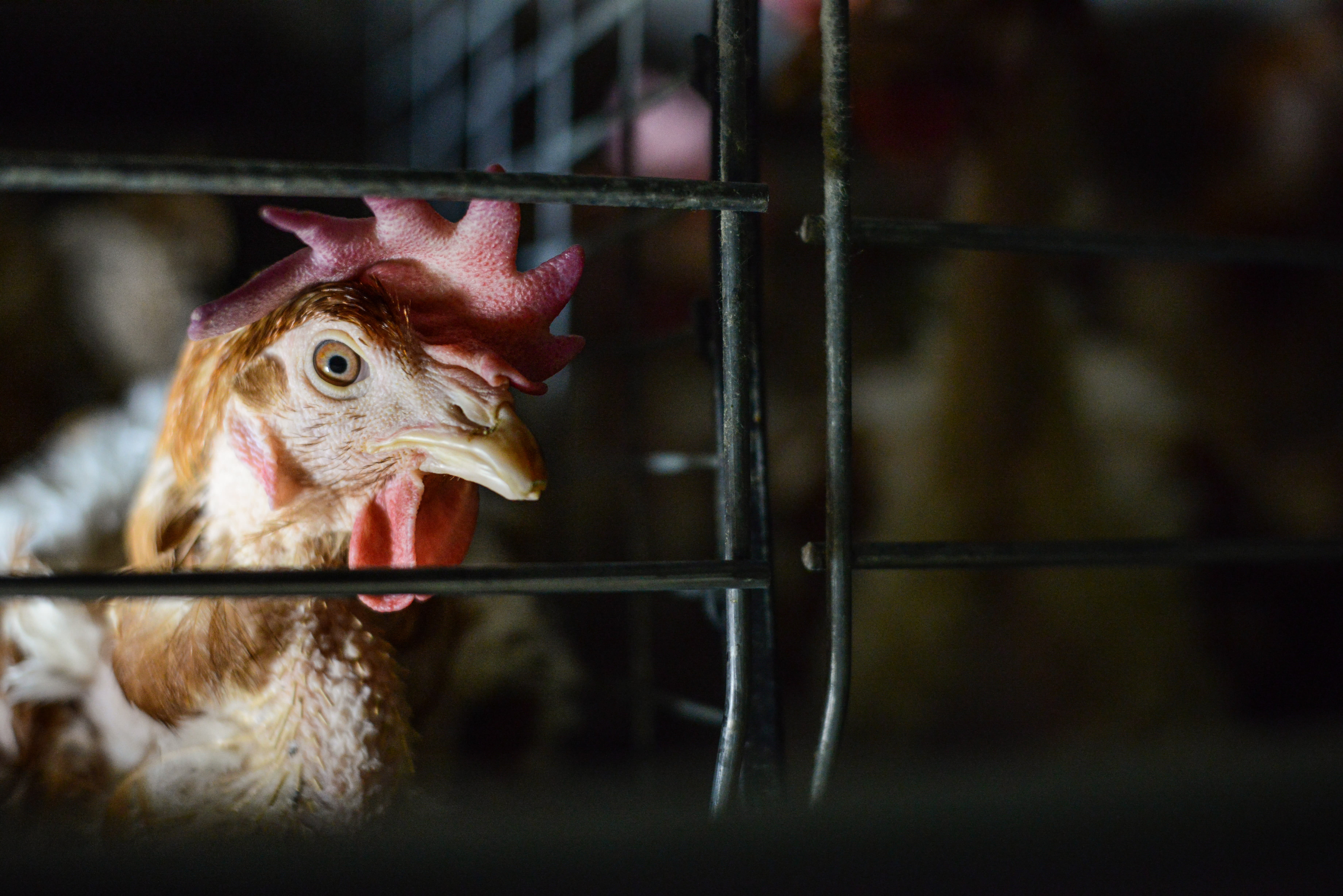 Egg-laying hen in a battery cage.