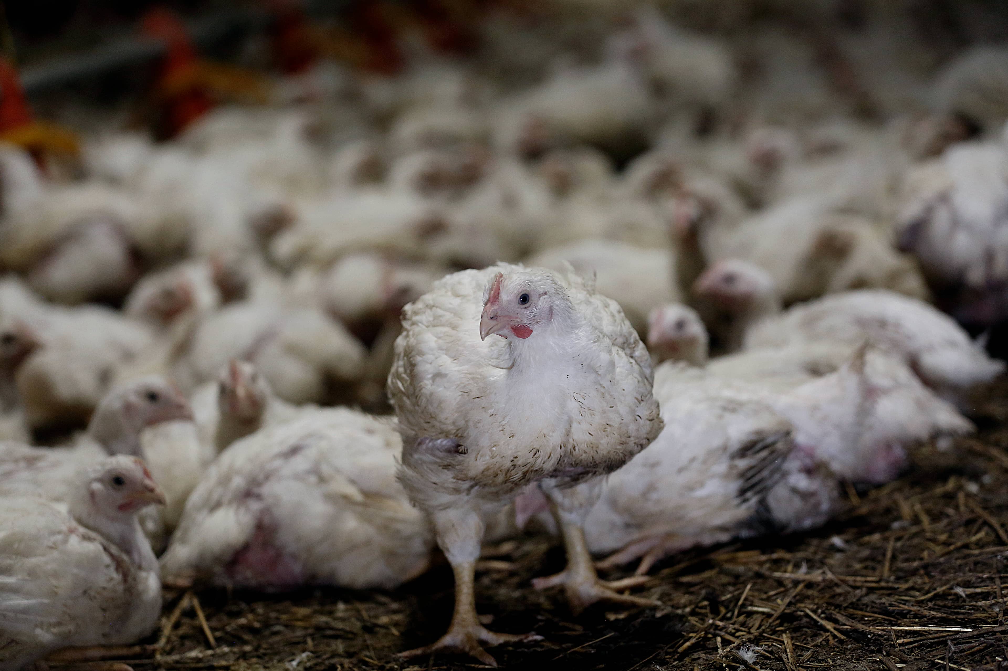 Do Growth Hormones in Chickens Affect Humans Increase HGH