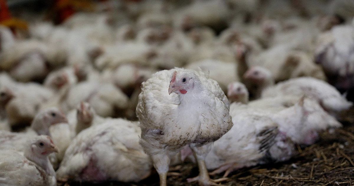 New Study Reveals the Chickens Americans Eat Live in Agony