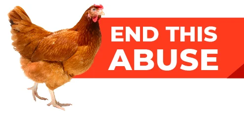 End This Abuse