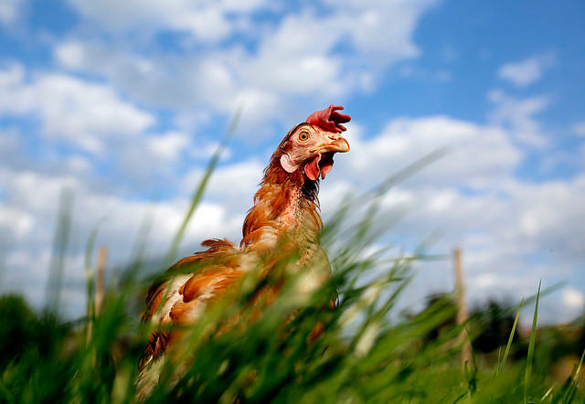 Chicken Video Background Image