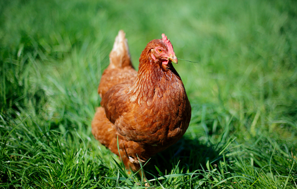 Facts about chickens - Your top questions answered