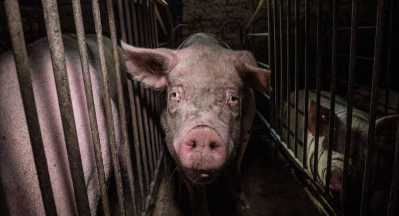 Head-on image of a pig in a gestation crate