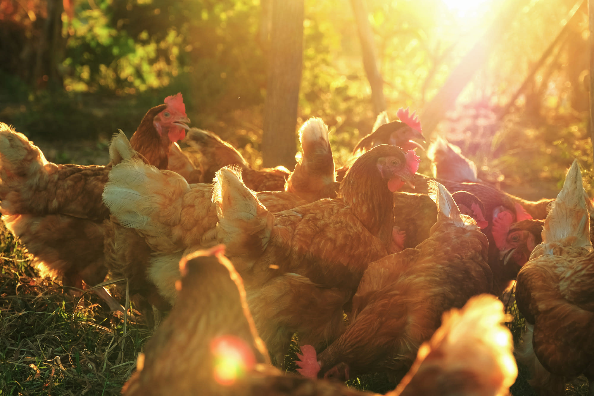 brown-chickens-sunrise-shutterstock 1756861493