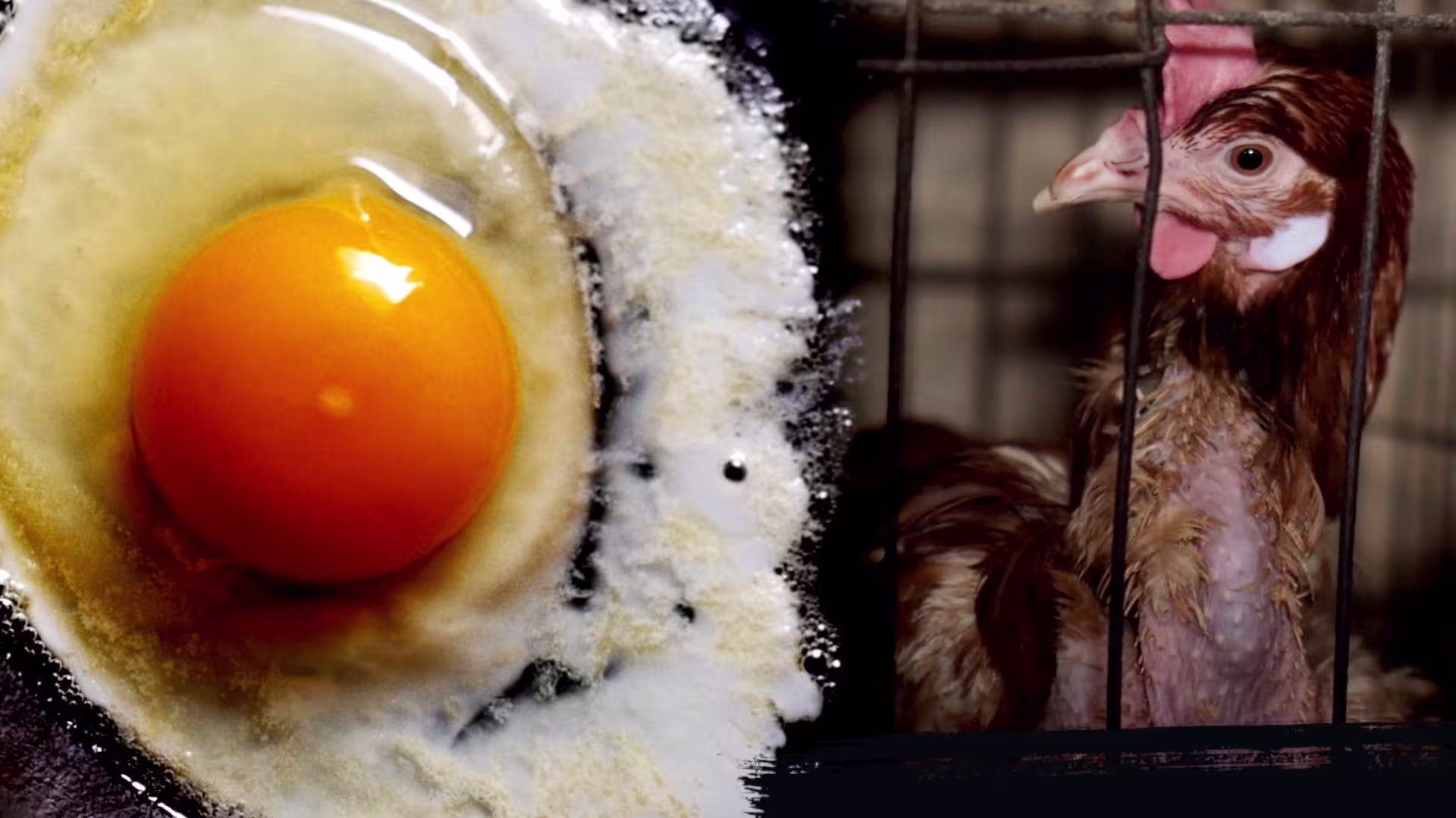 EggExplainer Thumbnail1